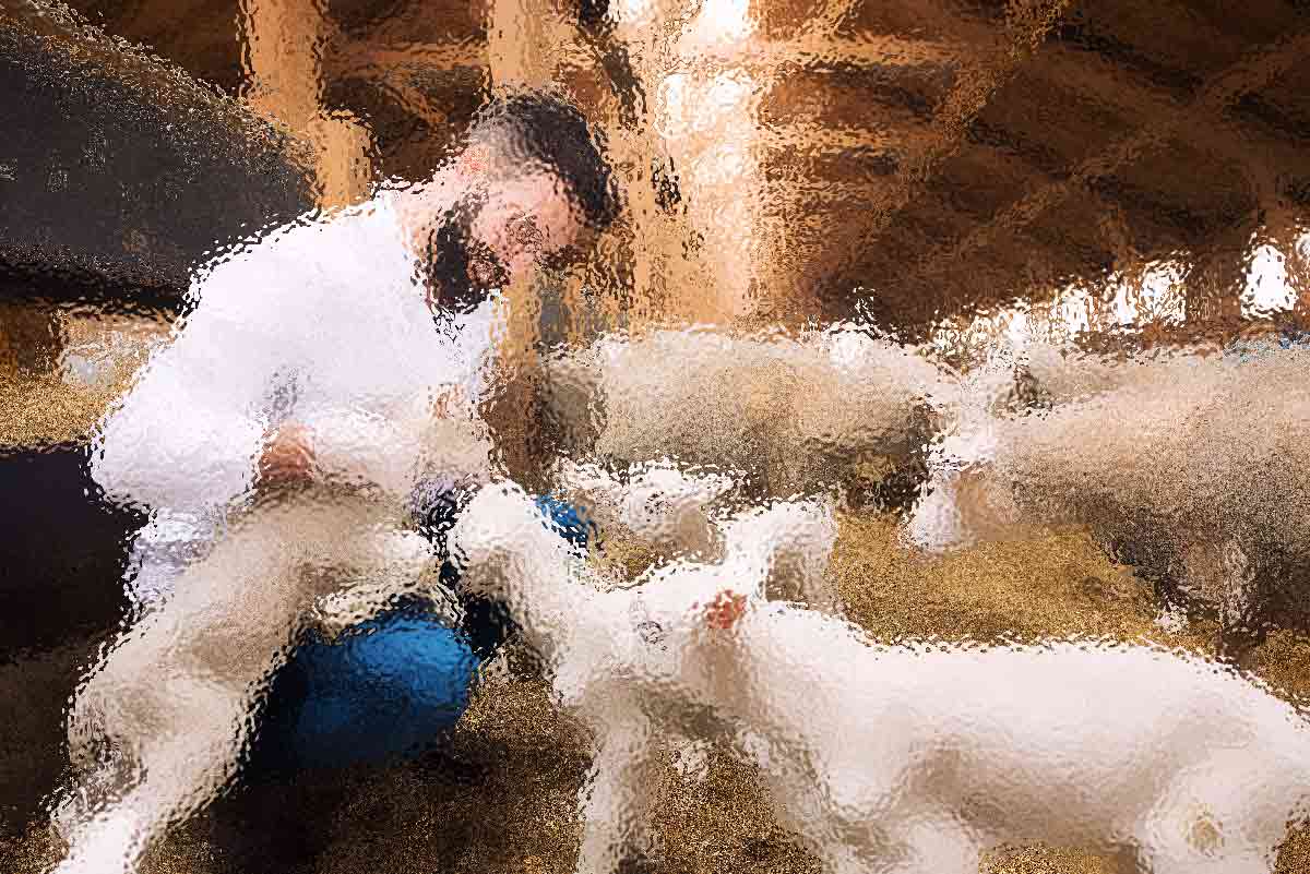 The Cultural History and Future of Sheep Farming in The High